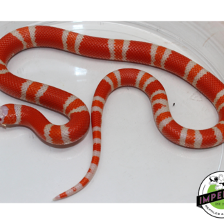 Tangerine Albino Honduran Milk Snake Female (#11524-25)