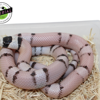 Vanishing Pattern Ghost Honduran Milk Snake Female (#11524-16)