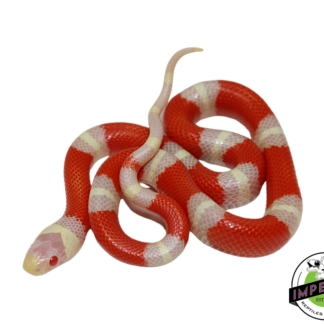 Albino Nelson's Milk Snake Male (#111224-12)