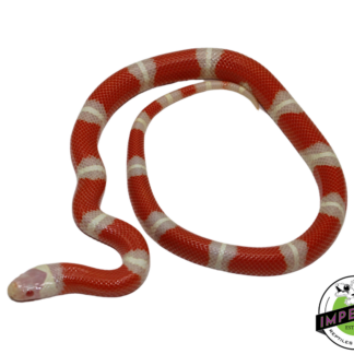 Albino Nelson's Milk Snake Female (#11524-06)