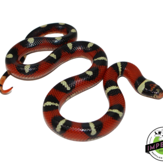 Splotched Nelson's Milk Snake Female (#111224-10)