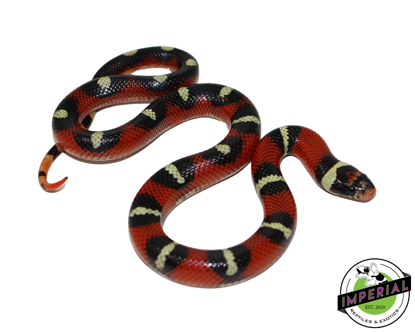 Splotched Nelson's Milk Snake Female (#111224-10)