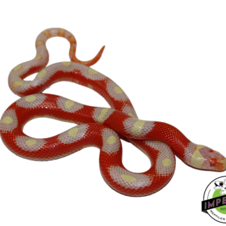 Albino Splotched Nelson's Milk Snake Baby