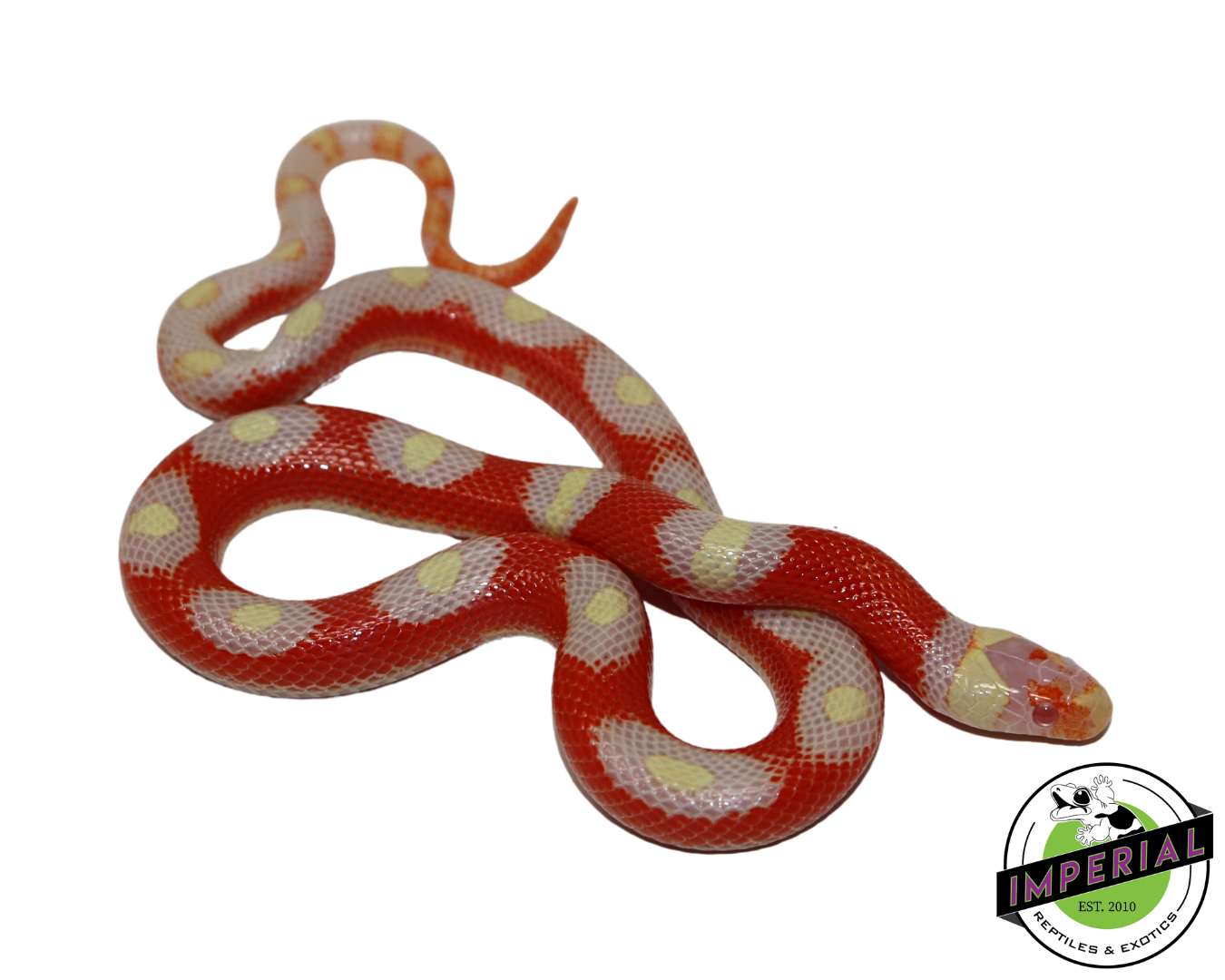 Albino Splotched Nelson's Milk Snake Baby