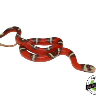 T+ Splotched Nelson's Milk Snake Baby