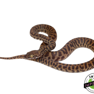 Stimson's Python Female (#112324-02)