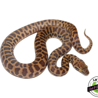 Stimson's Python Male (#112324-01)