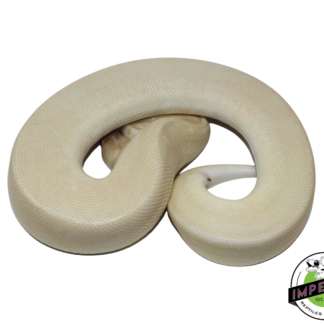 Banana Champagne Mojave Ball Python Male (#112624-12)