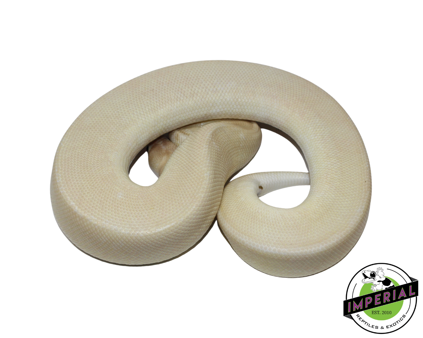 Banana Champagne Mojave Ball Python Male (#112624-12)