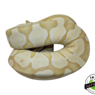 Banana Enchi Butter Ball Python Male (#112624-05)