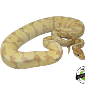 Banana Enchi Gravel Ball Python Male (#112624-01)