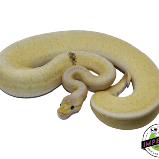 Banana Pewter Blast Ball Python Male (#112624-03)