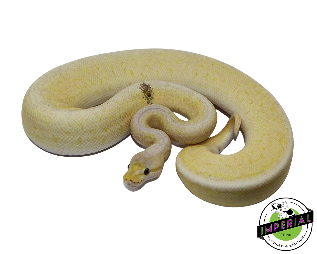 Banana Pewter Blast Ball Python Male (#112624-03)