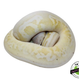 Banana Pewter Mojave Ball Python Male (#112624-08)