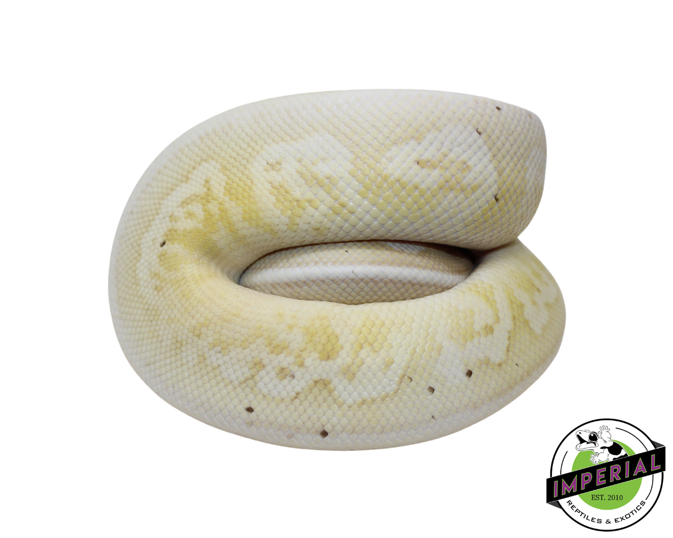 Banana Pewter Mojave Ball Python Male (#112624-08) - Image 2