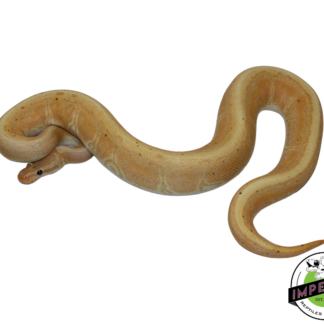 Banana Pinstripe Ball Python