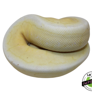 Banana Spinner Blast Cinnamon Ball Python Male (#112624-06)