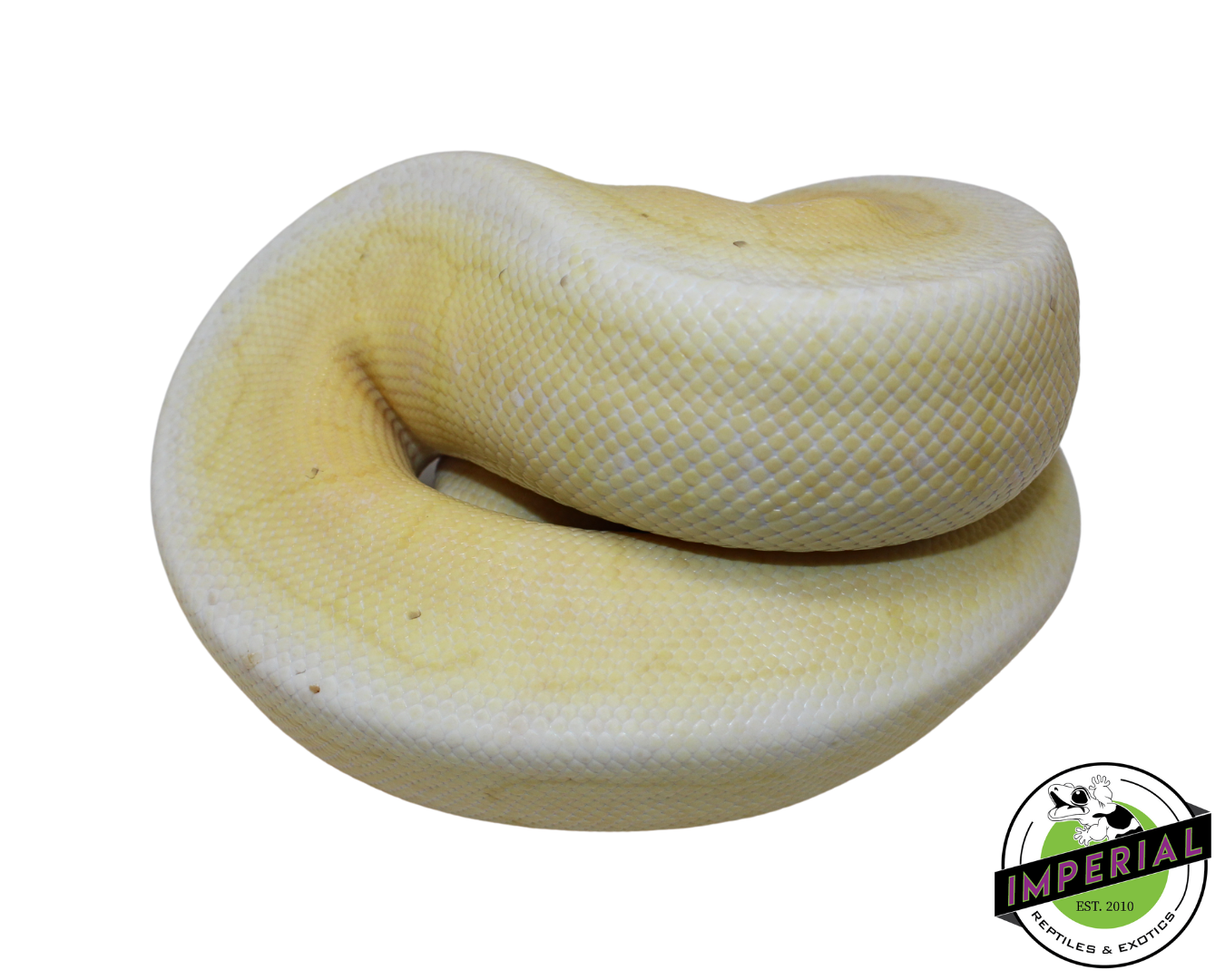 Banana Spinner Blast Cinnamon Ball Python Male (#112624-06)