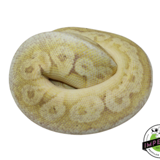 Banana Sterling Ball Python Male (#112624-09)