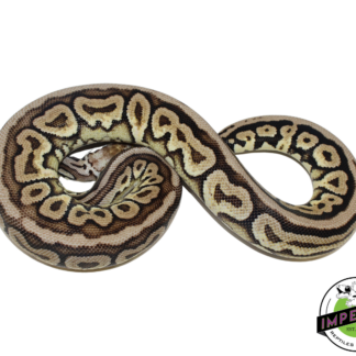 Pewter Spotnose Ball Python Female (#112624-07)