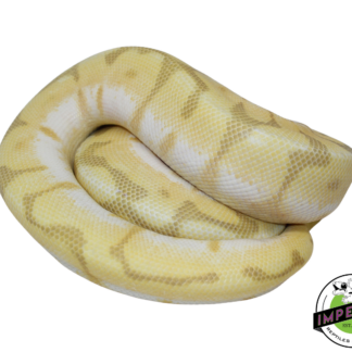 Queen Bee Enchi Ghost Ball Python Female (#112624-02)