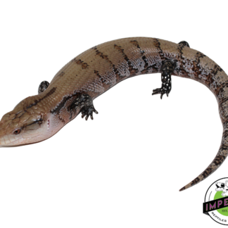 Patternless Line Merauke Blue Tongue Skink Adult Male (#111824-01)