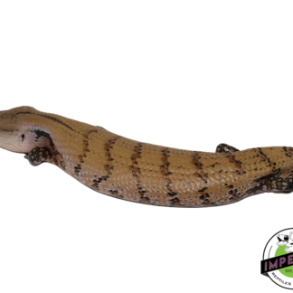 Patternless Line Merauke Blue Tongue Skink Adult (#111824-02)