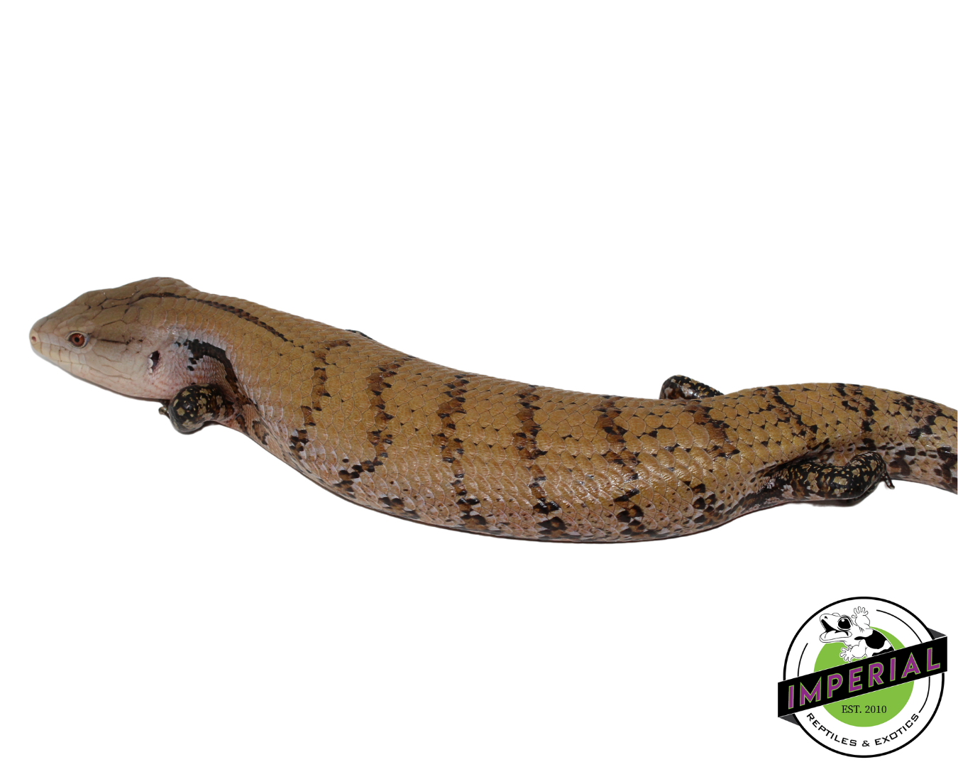 Patternless Line Merauke Blue Tongue Skink Adult (#111824-02)