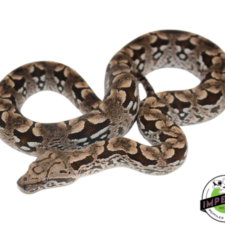 Dumeril's Boa Female (#112624-02)