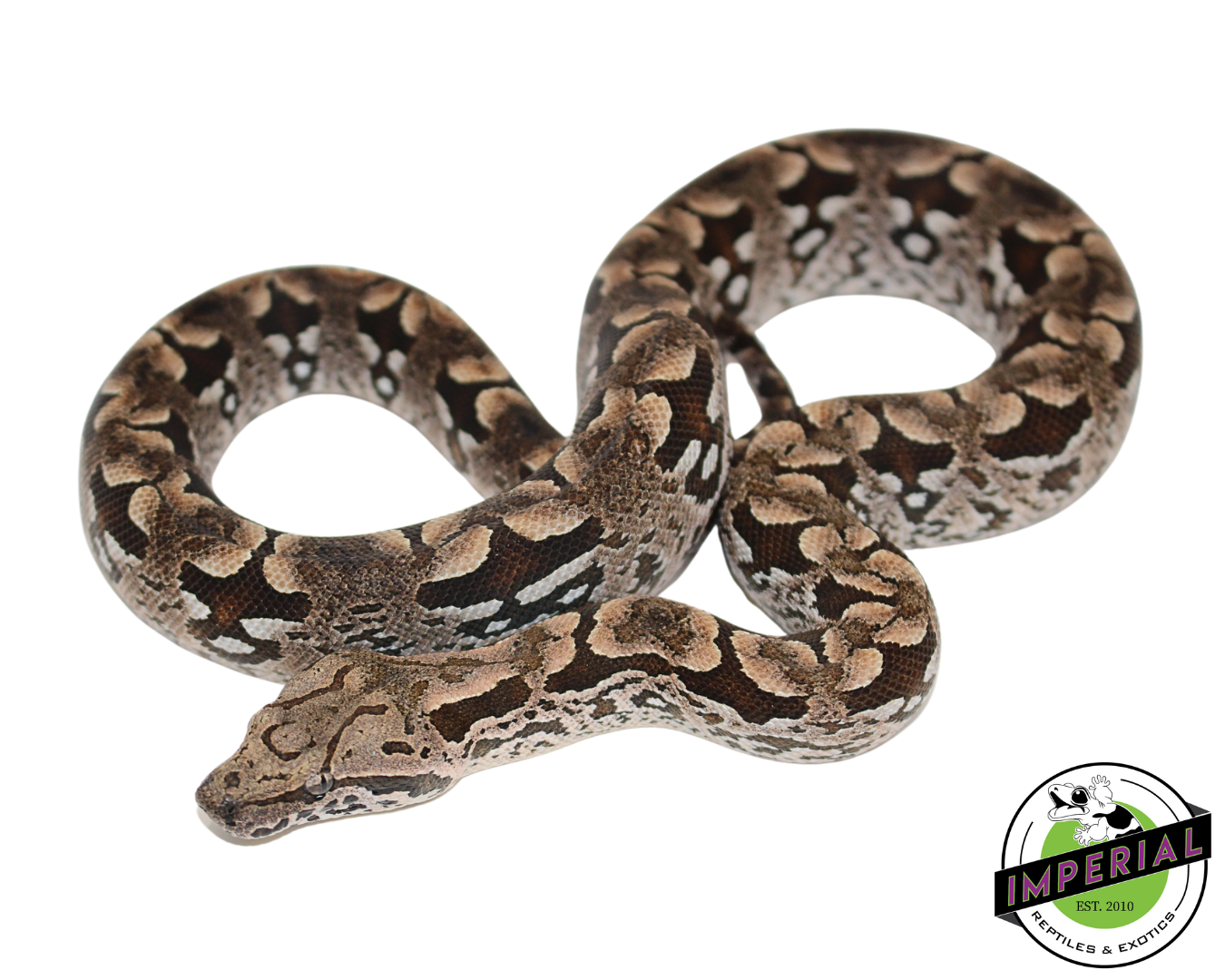 Dumeril's Boa Female (#112624-02)