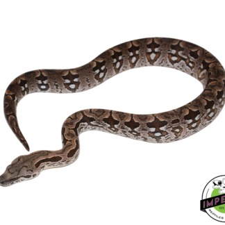 Dumeril's Boa Male (#112624-01)