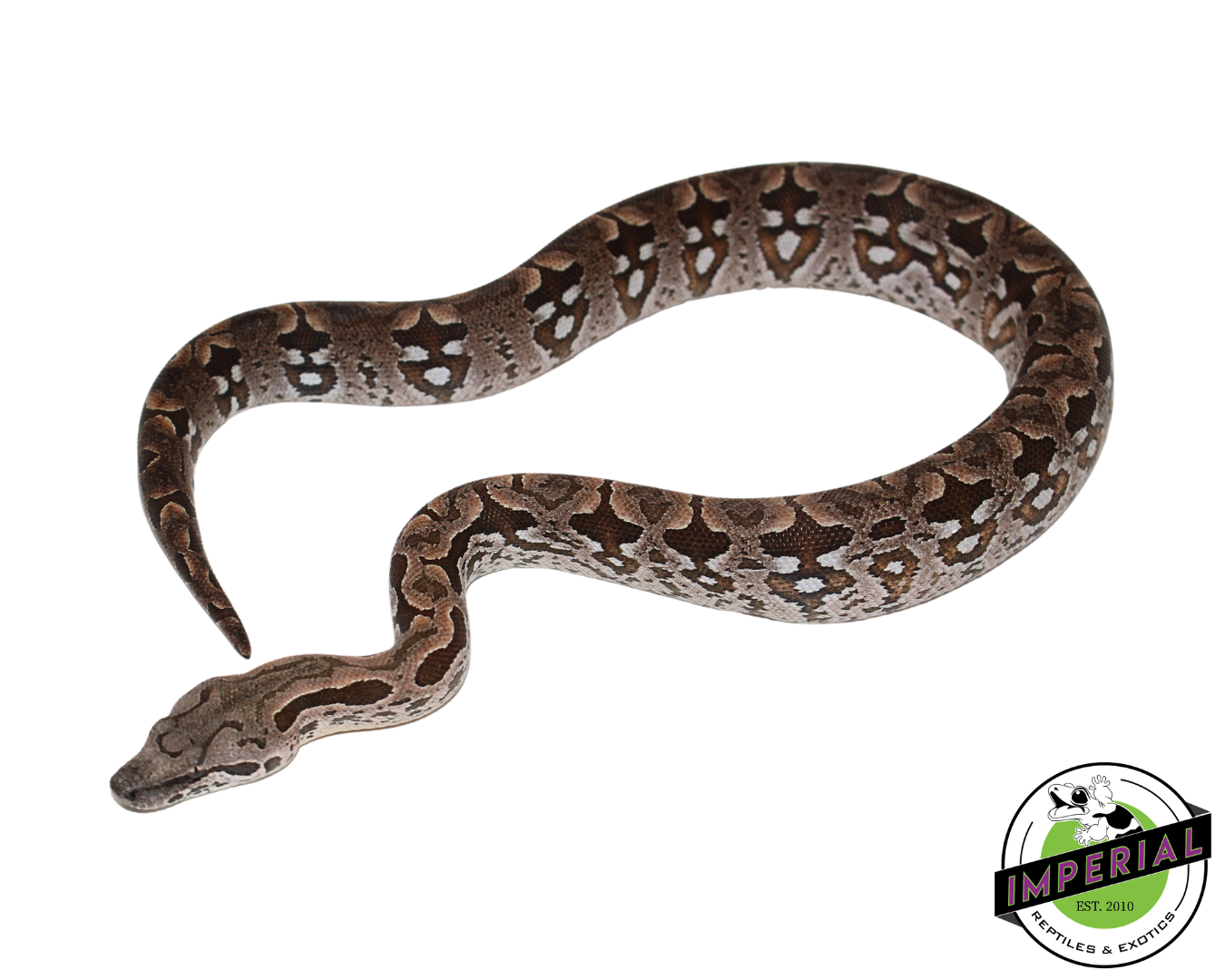 Dumeril's Boa Male (#112624-01)
