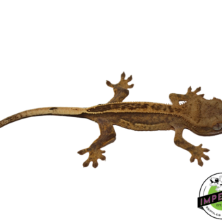 Citrus Pinstripe Crested Gecko (#112524-19)