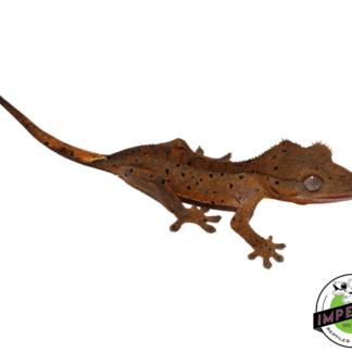 Super Dalmatian Crested Gecko (#112524-13)