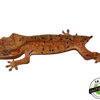 Super Dalmatian Crested Gecko (#112524-09)