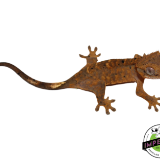 Tiger Dalmatian Crested Gecko (#112524-12)