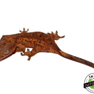 Dalmatian Crested Gecko (#112524-10)