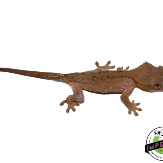 Red Dalmatian Crested Gecko (#112524-11)