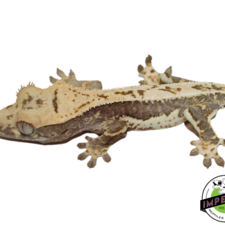 Lilly White Crested Gecko (#112524-01)