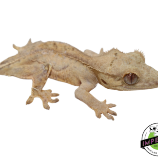 Lilly White Crested Gecko (#112524-03)