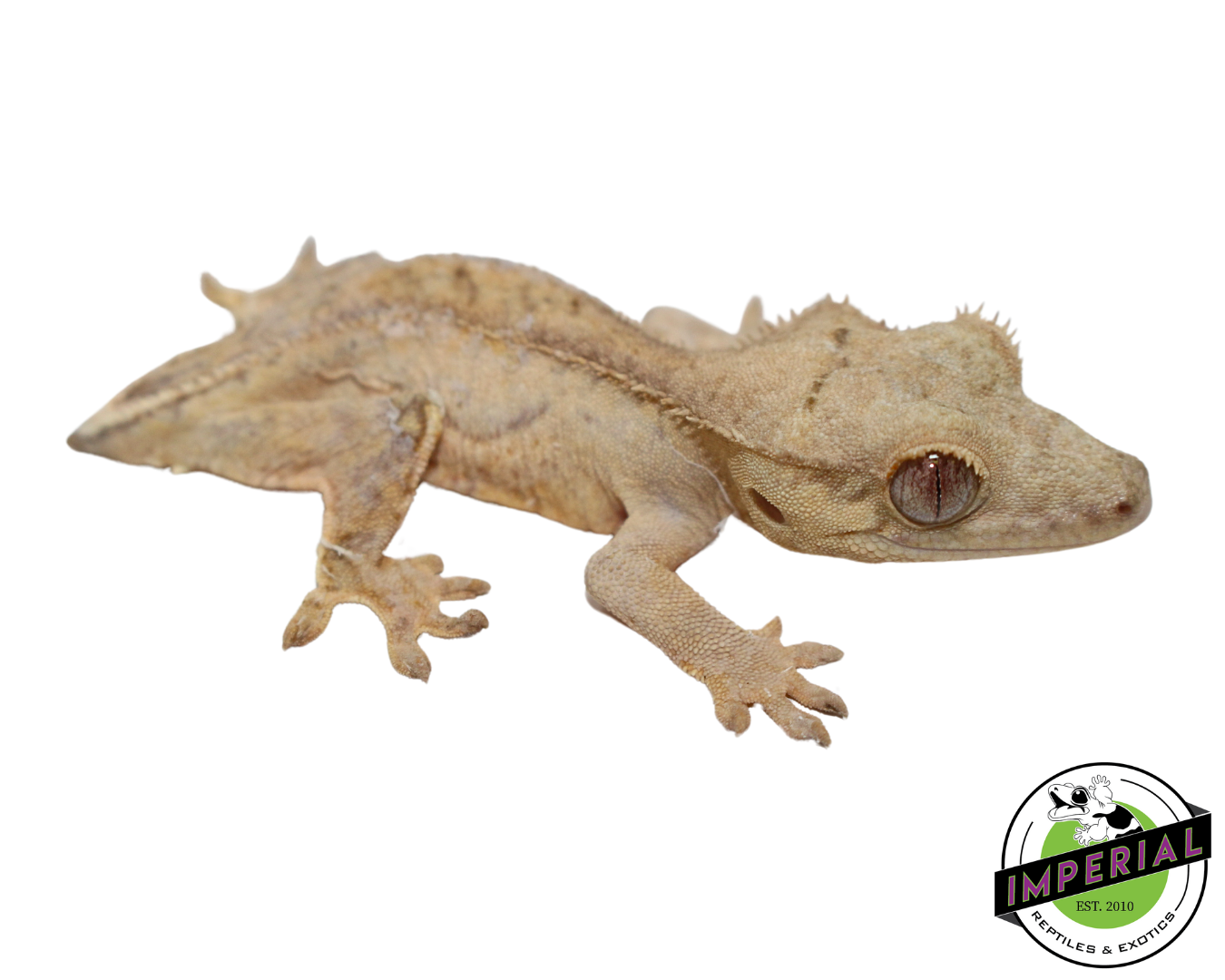 Lilly White Crested Gecko (#112524-03)