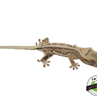 Lilly White Crested Gecko (#112524-06)