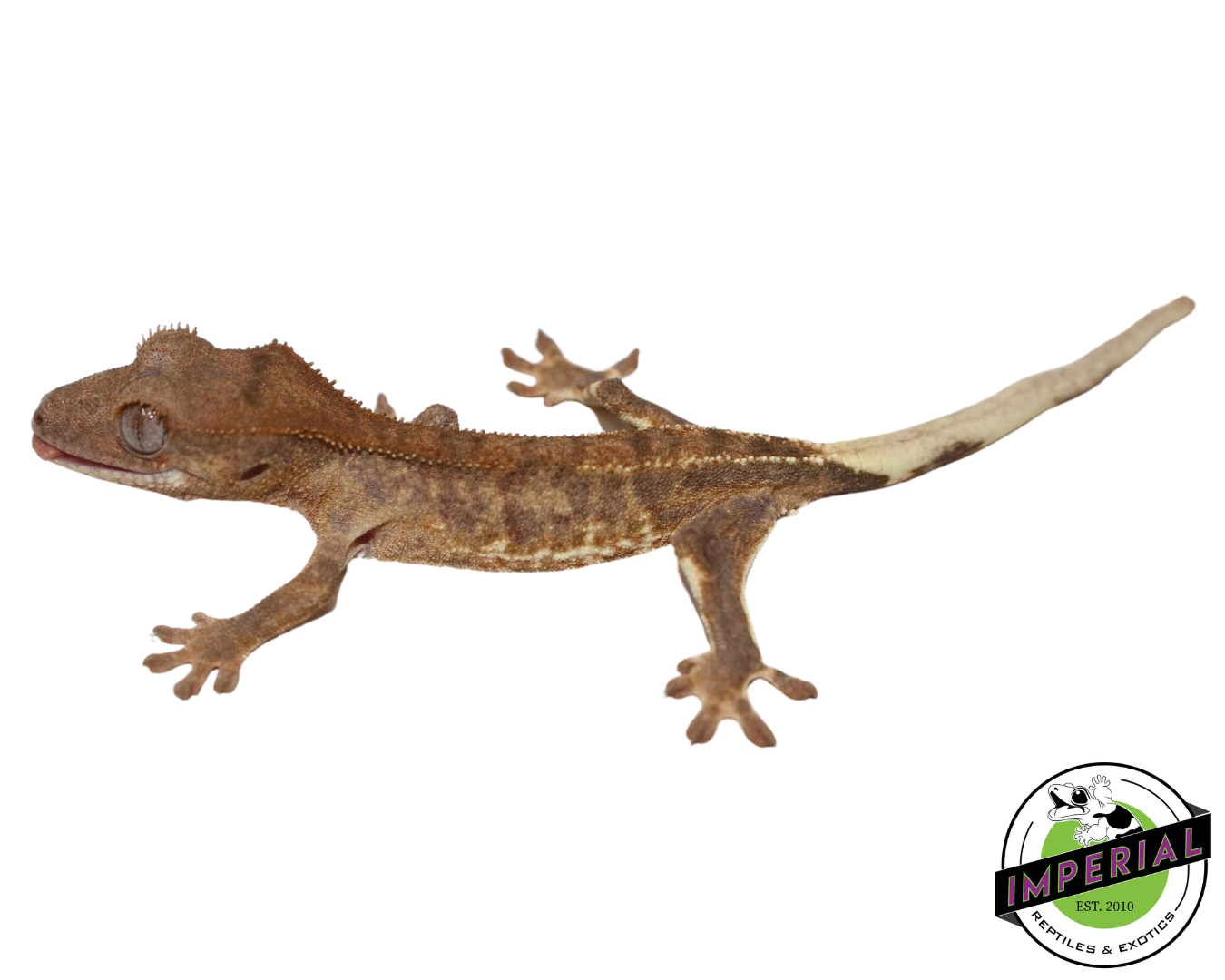 Lilly White Crested Gecko (#112524-07)