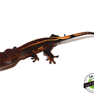 Pinstripe Crested Gecko (#112524-15)