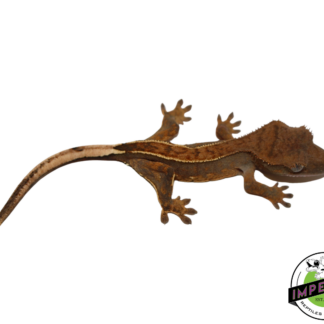 Pinstripe Crested Gecko (#112524-16)