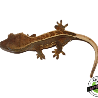 Pinstripe Crested Gecko (#112524-17)