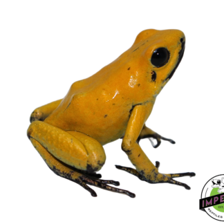 'Black Leg' Golden Poison Dart Frog Adult (Phyllobates bicolor)