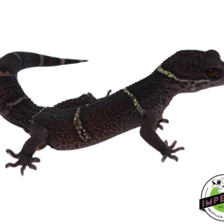 Chinese Cave Gecko Adult