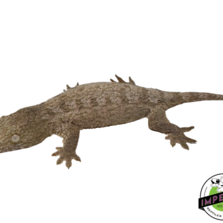 "Nu Ami" Leachianus Gecko (#112524-01)