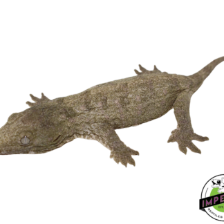 "Nu Ami" Leachianus Gecko (#112524-02)